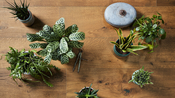 Urban Jungle - der grüne Wohntrend